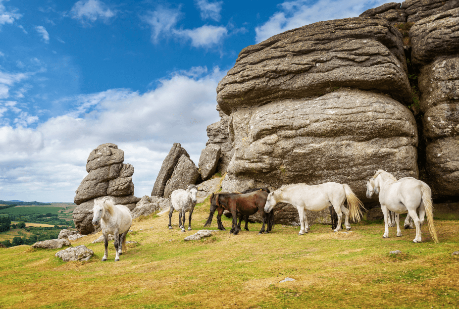 Dartmoor Pony