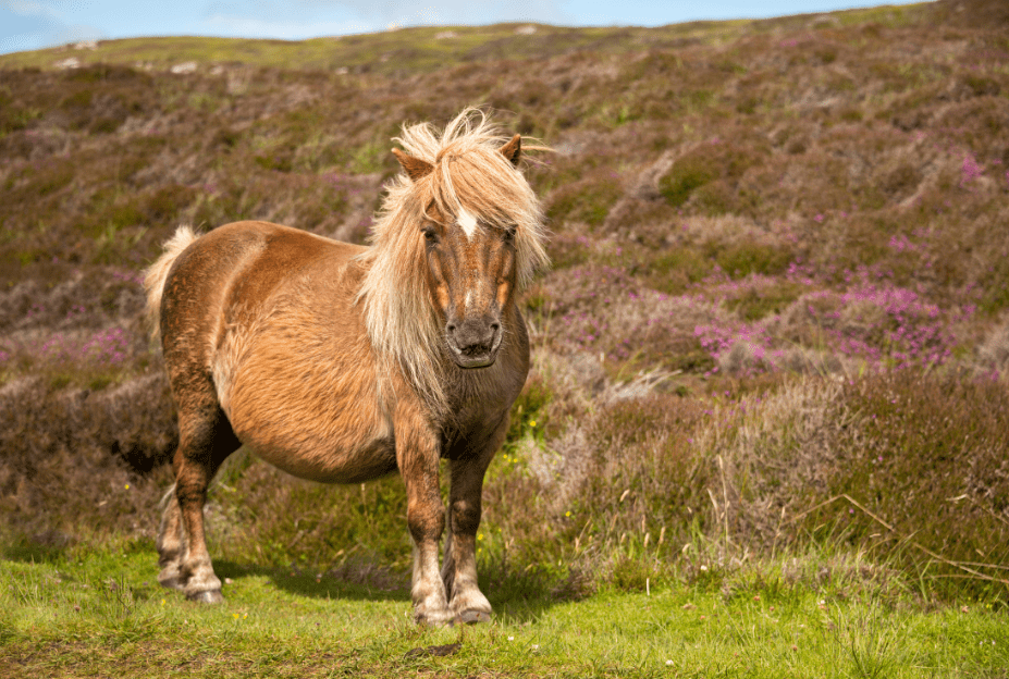 Shetland Pony