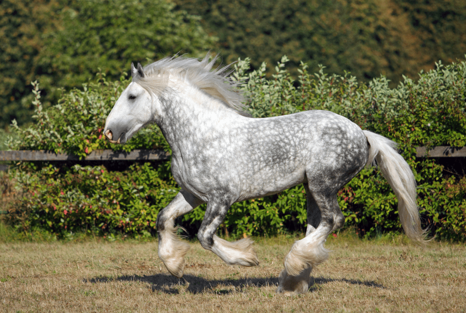 Shire Horse