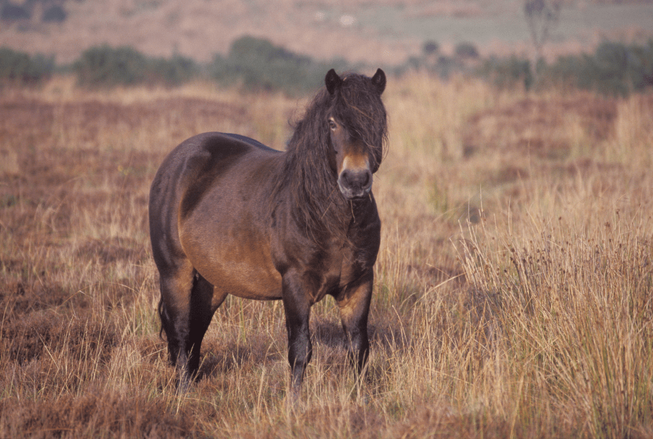 Exmoor Pony