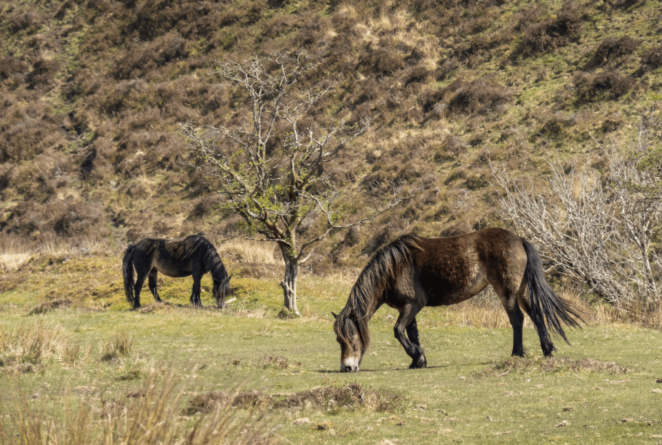 Wild Ponies