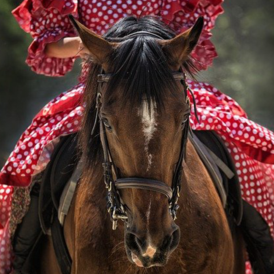 horse-behaviour-explained-cavaletti