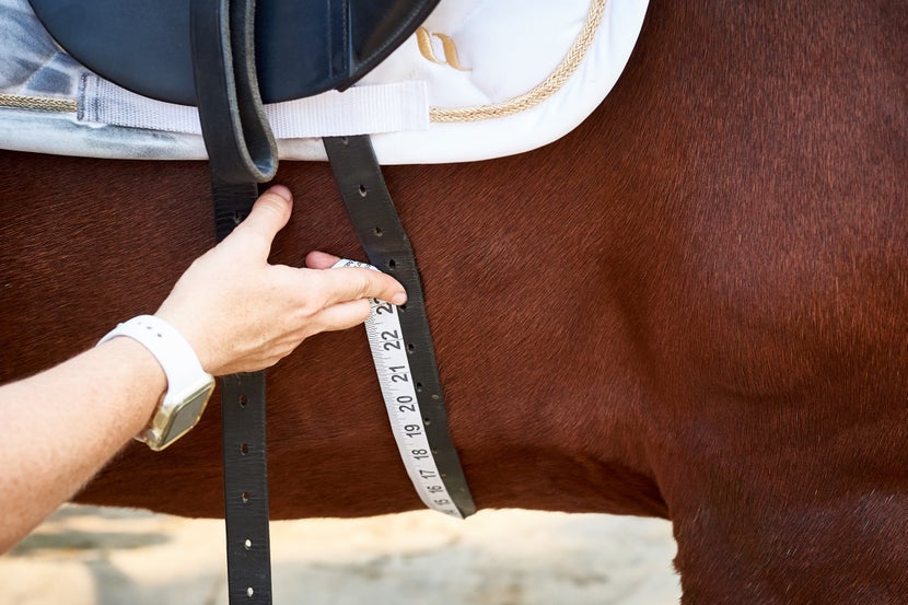 Measuring Your Horses Girth